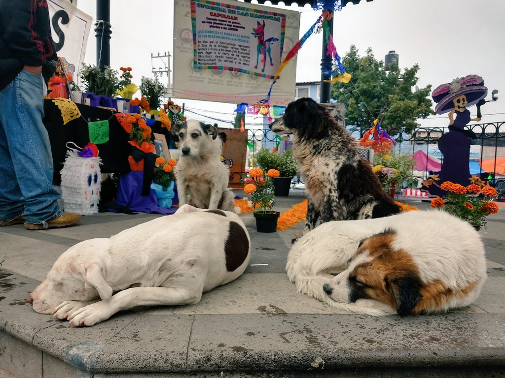 DefAnimalMX's tweet photo. #HaciendoGuardia ofrenda elaborada por #CAPULCAN son perros comunitarios esterilizados, vacunados y retornados por el Centro de Control y Bienestar Animal @TolucaGob a través del Control Ético y Humanitario #DiaDeMuertos por aquellos que vivieron sufrieron y murieron abandonados https://t.co/Qcj5cJqza4