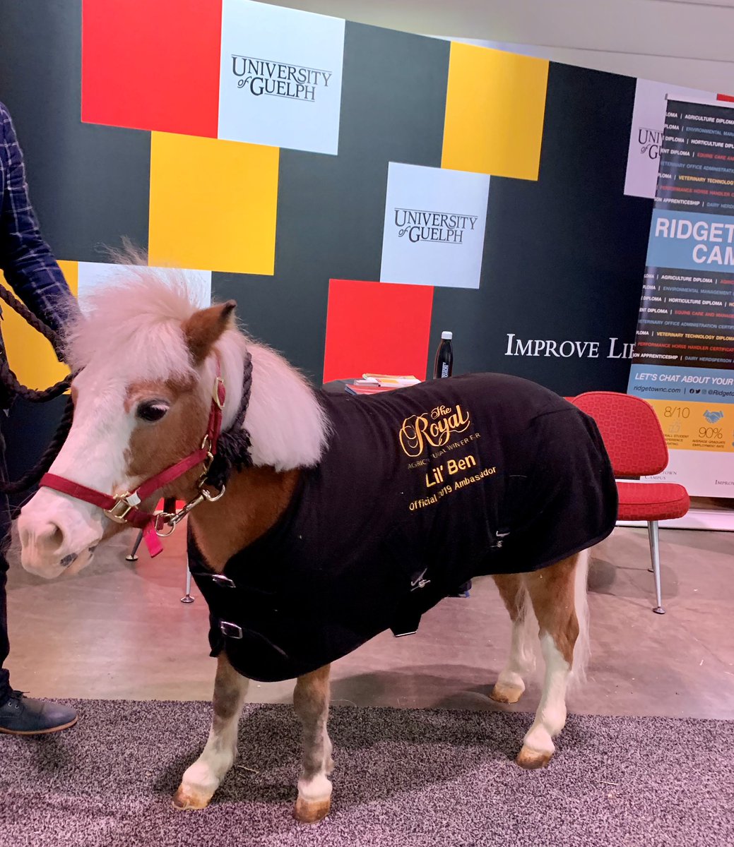 UofGuelphOAC's tweet photo. Lil’ Ben (official ambassador of the Royal Agricultural Winter Fair) trotted through the University of Guelph exhibit yesterday! 🐴

We think he was a fan. Future gryphon perhaps? #RAWF19 https://t.co/Ui1xm9xd4n