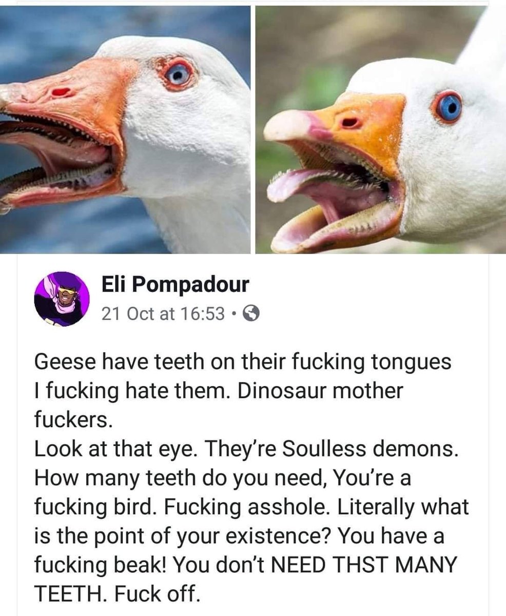 Swans or Geese...same thing, both Demons, But now do you see why I don’t like them <a href="/ElenaS_RP/">Elena Sawyer</a> 😂😂