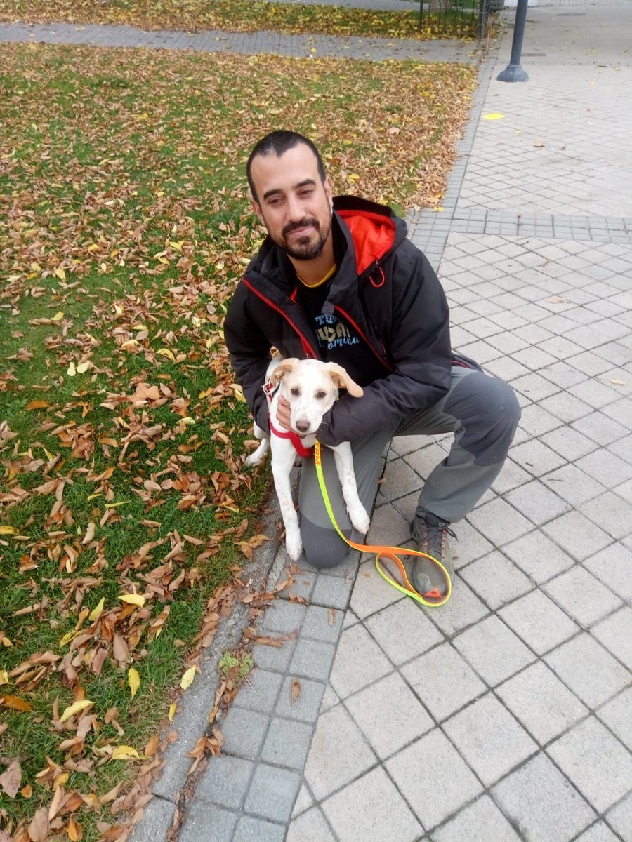 AnutCanina's tweet photo. Hoy hemos estado trabajando con este pequeñajo. Orchu presentaba miedos varios (personas, coches...) con ayuda de un perro de apoyo y paciencia ya se siente muy seguro de sí mismo. ¡Enhorabuena Orchu!
#educacioncanina
#educacioncaninaenpostivo
#Segovia 
#cyl https://t.co/Sz8J4dPSeN