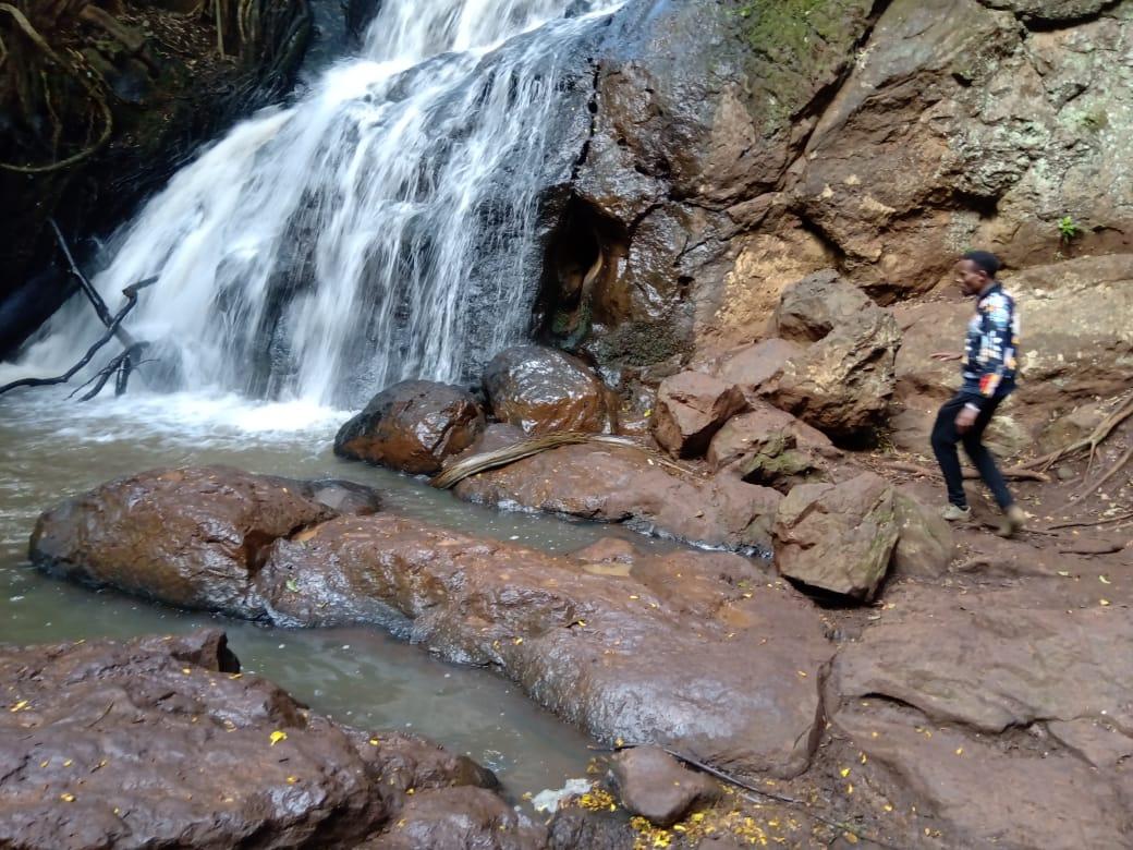 deejaykboy's tweet image. Ndo hio python pale Karura Forest.