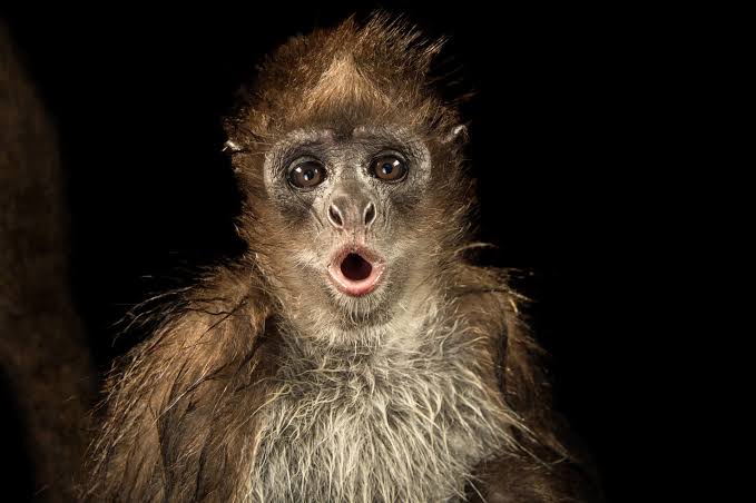 和音 Ar Twitter こんばんは ブラウンケナガクモザル 実は埼玉県さいたま市の 大宮公園小動物園 で飼育されてます 珍しいサルとは記事を読むまで知りませんでした T Co Qkfb0cjuzf