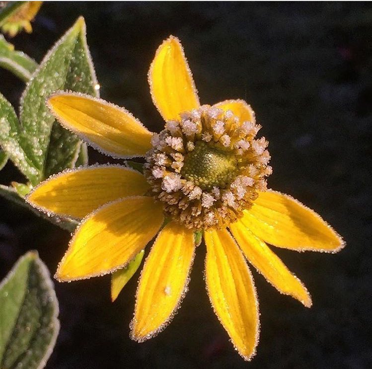 Lite medtagen efter den kyliga veckan som gått; snygg ändå. Vintern börjar ta sitt grepp ordentligt nu. #Rudbeckia lanceolata #gultiträdgården #gultärguld