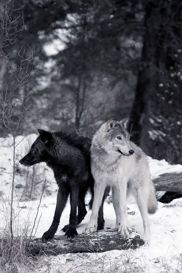 noiac's tweet photo. 서로 색이 정반대인 늑대들끼리 다니는거 비주얼적으로 너무너무락우... 어두운 밤엔 하나만 빛나고 하얀 눈밭에선 하나만 그림자처럼 서있겠지 https://t.co/z5l5voghjR