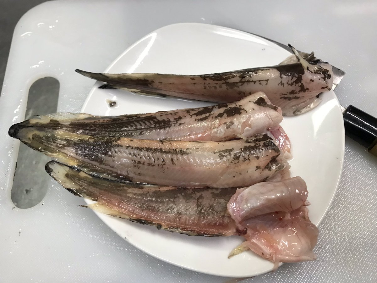 外道を食べよう ゴンズイと釣り餌 Togetter