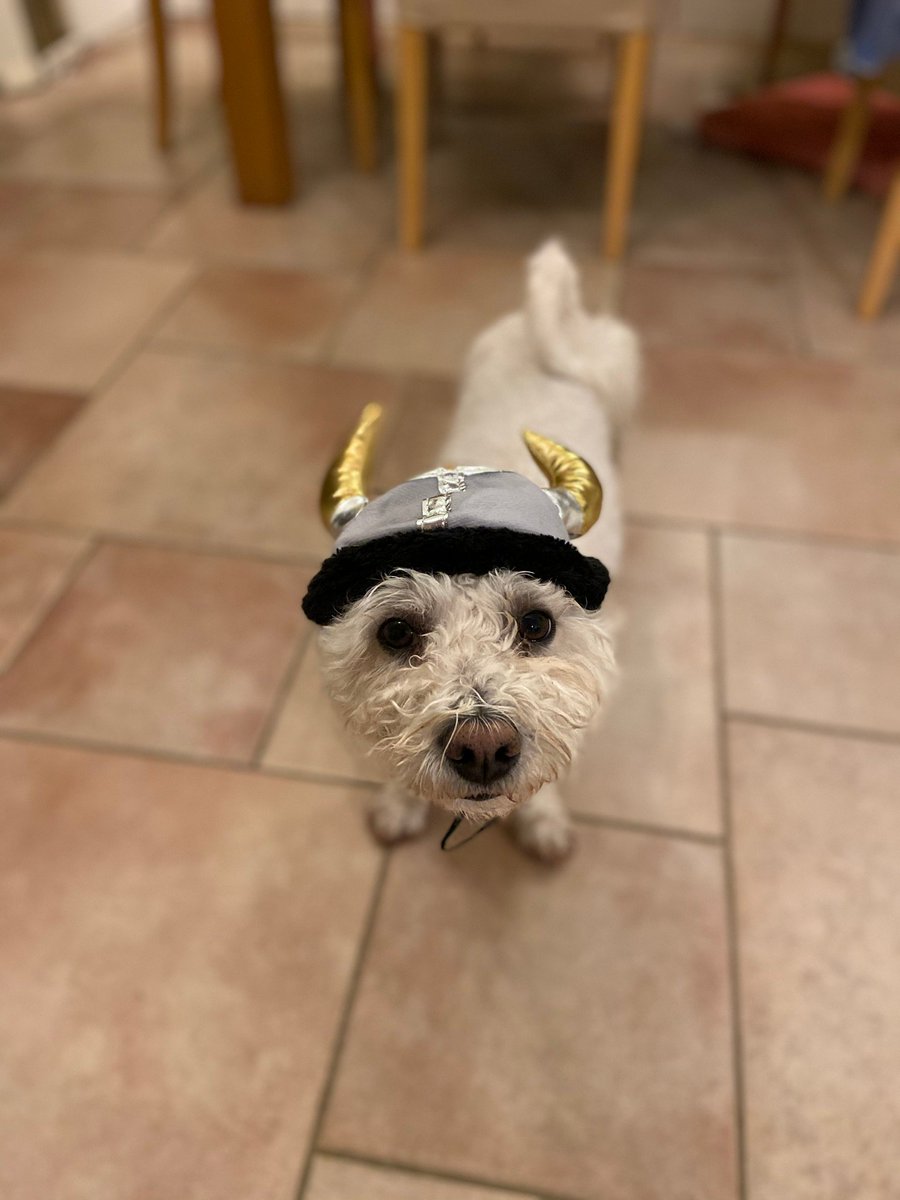 boards's tweet photo. "Dexter the ferocious Viking" scaring mere mortals on Halloween 😁
.
https://t.co/GMmIDzALQo
.
#Halloweencostume #Halloween #petsofhalloween #boards #pets #dogs https://t.co/z2Py3AcJNb