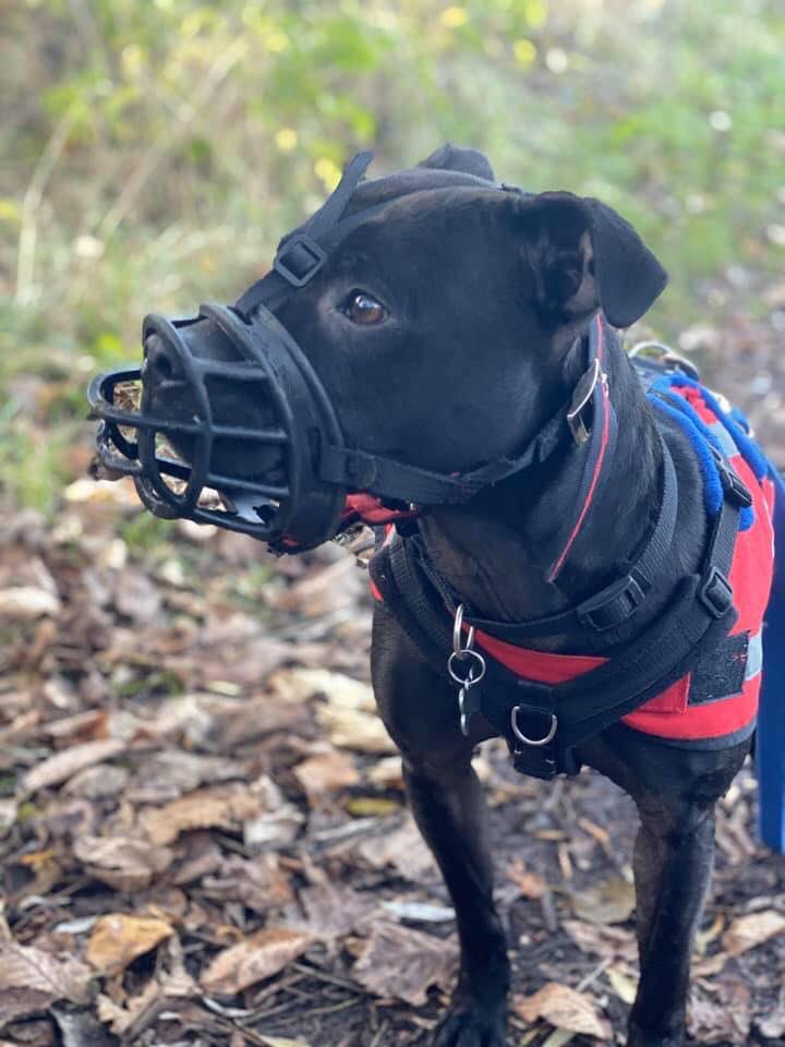 Staffordshire Rescue tweet media