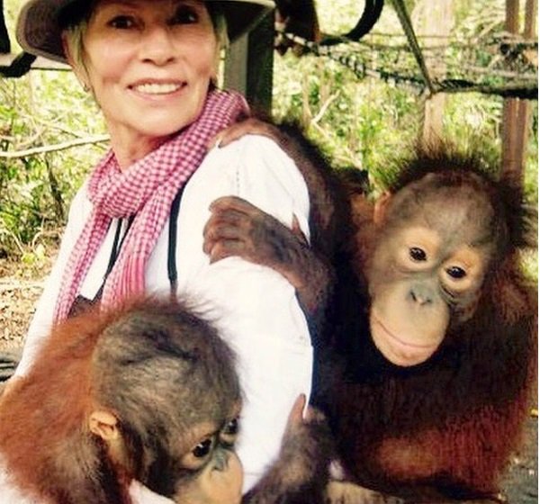 orangutans's tweet photo. @MerlinFranco3 I think you are right. (Image below not from Camp Leakey but associated Orangutan Care Center and Quarantine, where ironically, high-paying tourists do not have to undergo quarantine before handling vulnerable infant orangutans.)
#TravelResponsibly and #PutOrangutansFirst https://t.co/vLmOZ4cFu8