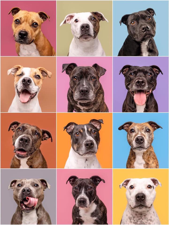 Staffordshire Rescue tweet media