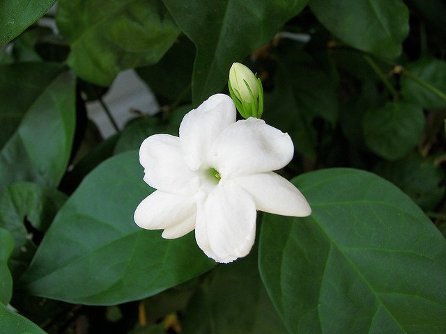 Tagalogca adı "Sampaguita" olan bu çiçek, "söz veriyorum&quo...