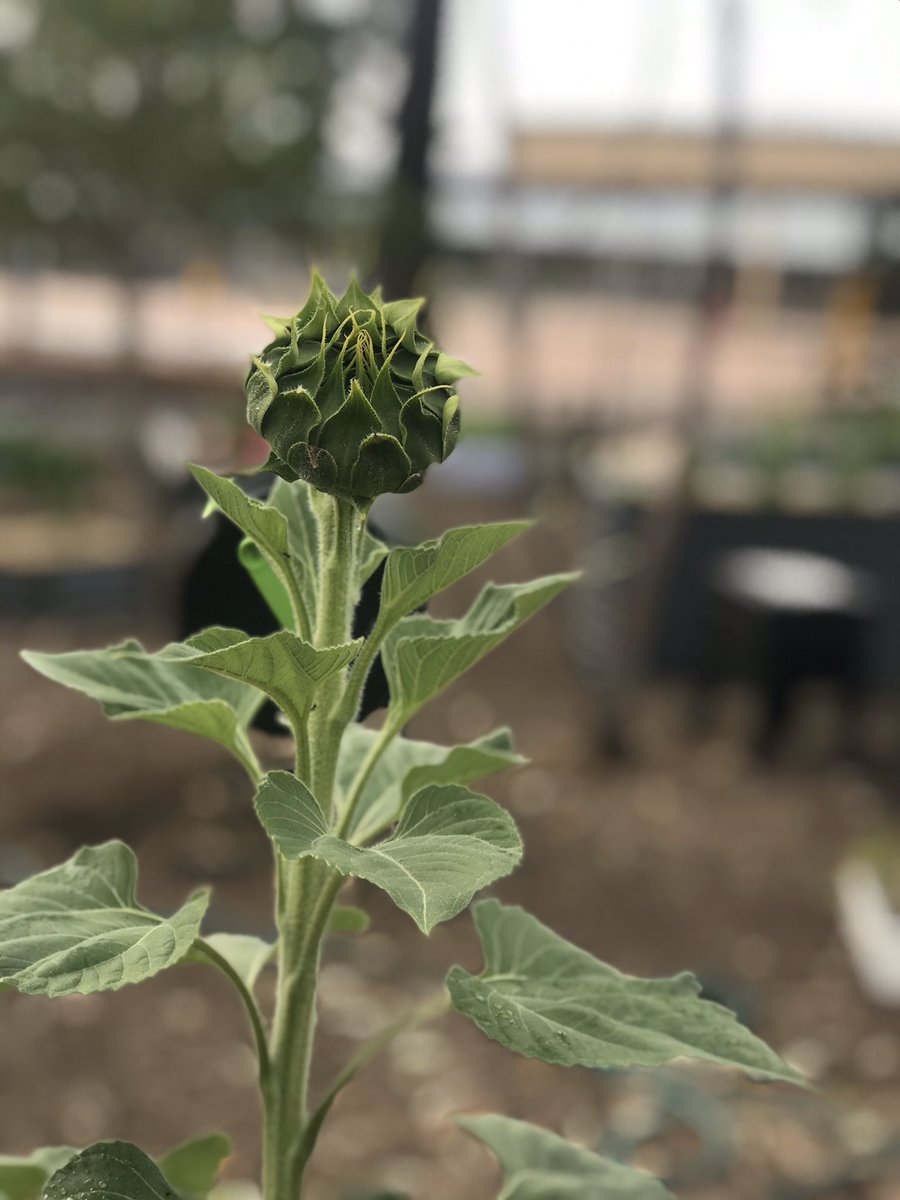 PrestonsPatch's tweet photo. Prestons Patch garden update - sunflowers, silverbeet, carrots and corn @PrestonsPS https://t.co/nxPVcOyS3H