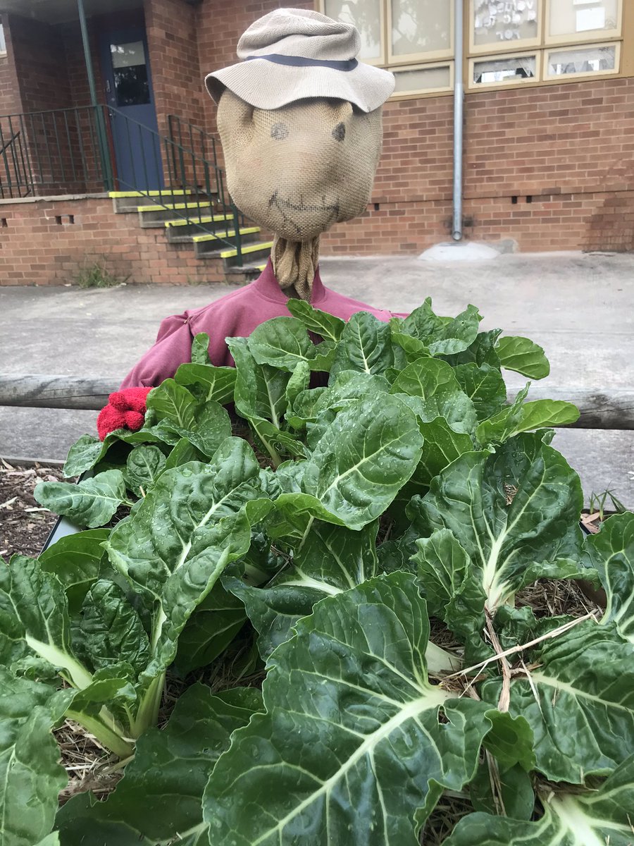 PrestonsPatch's tweet photo. Prestons Patch garden update - sunflowers, silverbeet, carrots and corn @PrestonsPS https://t.co/nxPVcOyS3H