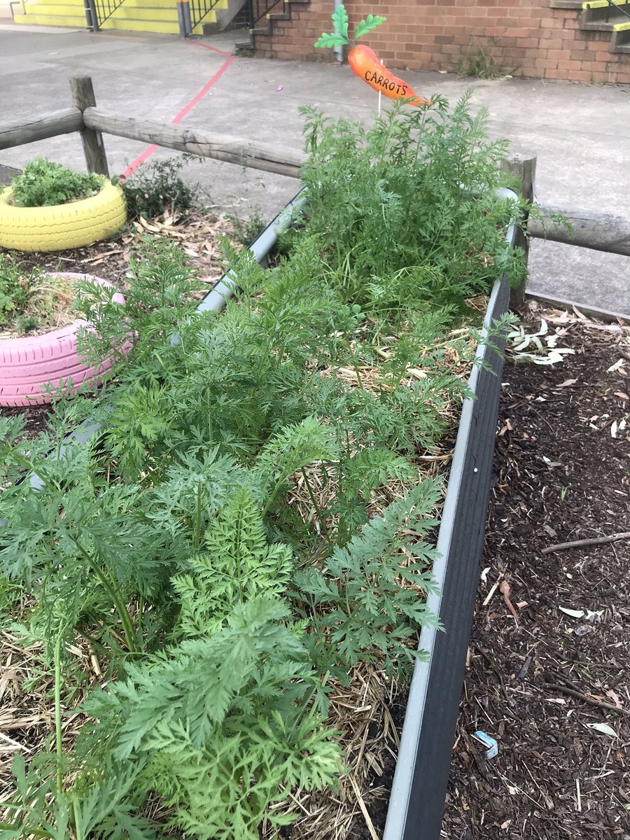 PrestonsPatch's tweet photo. Prestons Patch garden update - sunflowers, silverbeet, carrots and corn @PrestonsPS https://t.co/nxPVcOyS3H