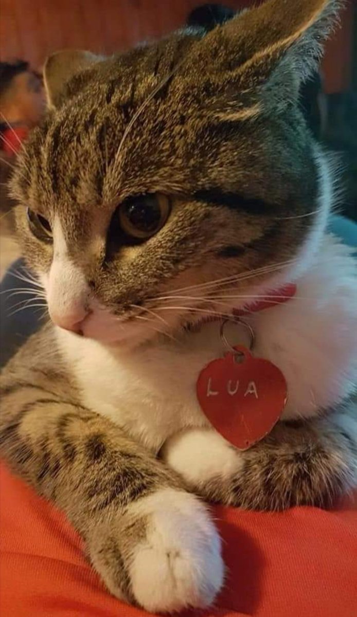 LibertadOssa's tweet photo. #Coyhaique Ayuda! Lua no ha regresado... Gatita romana con placa!!! Se perdió en barroso con las quintas 🙏🙏🙏🙏🙏💔
9-76533742 RT RT RT #COYHAIQUE 💔 https://t.co/FpUotQmYGX