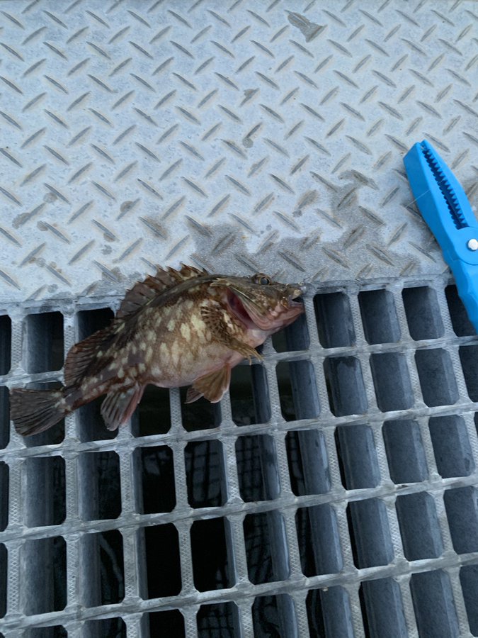 カサゴには毒があるので注意 刺された時の対処法は 調理法も解説 お食事ウェブマガジン グルメノート