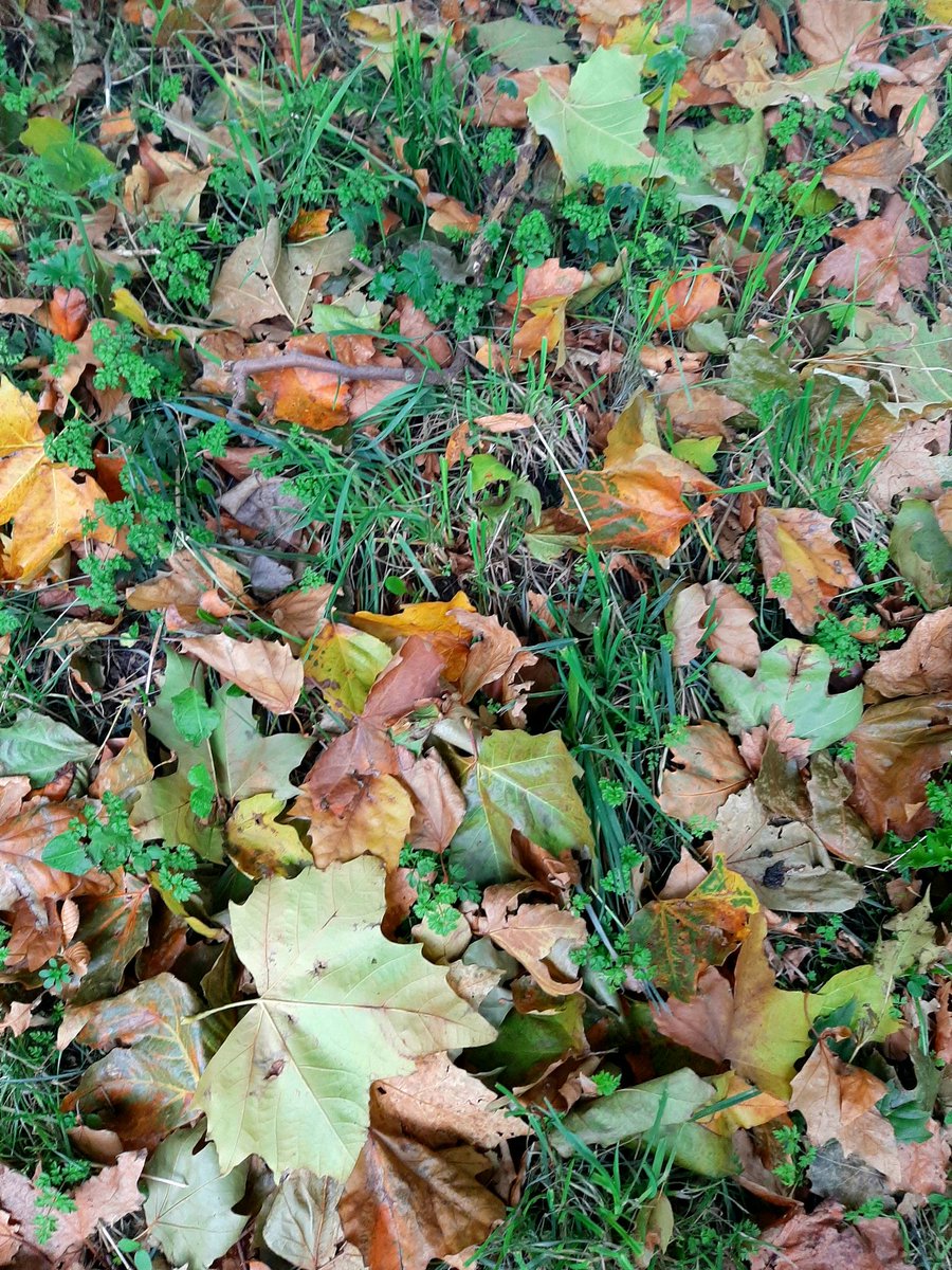 collieennis's tweet image. Thread: Couple of ideas to help deal with fallen leaves &amp;amp; still leave space for nature this autumn. Leaves, provide food, shelter, &amp;amp; nesting/bedding materials to a variety of wildlife, as well as overwintering protection for a numerous species of insects &amp;amp; invertebrates.... 🍃🍂