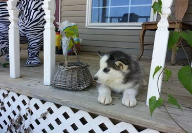 Prince_Classifi's tweet image. Black and white #Siberian #Husky Female Puppy

princeclassified.com/blog/black-and…