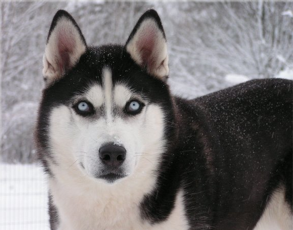 Prince_Classifi's tweet image. Quality and Healthy #Siberian #Husky Puppies

princeclassified.com/blog/quality-a…