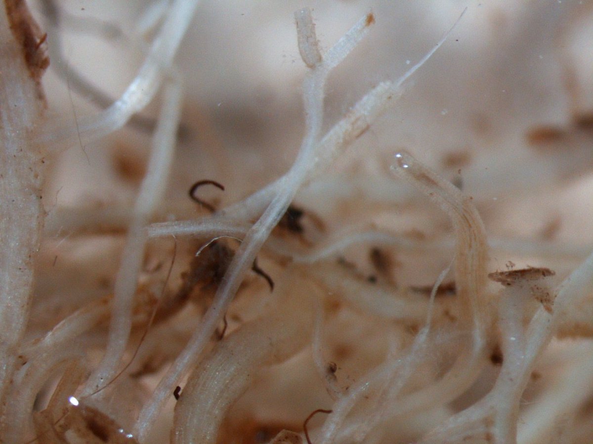 KYPlantDisease's tweet photo. Read on to learn more about the plant disease highlights that were compiled from samples submitted to the University of Kentucky Plant Disease Diagnostic Laboratories.
#plantdisease #UKAg #KYExtension
https://t.co/dS7DKgxq86) https://t.co/SbRoUcMf5y