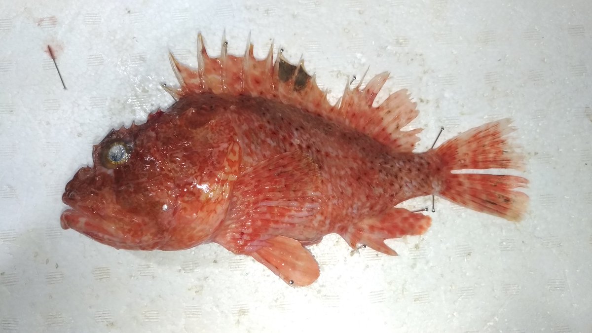夢海 475魚種食べた人 一昨日くらいの 捌いた魚種267 268種目 フサカサゴ イソマグロ イソマグロが赤みじゃなかった事に驚き そもそもマグロじゃないけど サワラに近い色合いしてて身質はねっとり コクチフサカサゴとツイートしましたが 側線の感じや 夢海 475魚種食べた人 一昨日くらいの 捌いた魚種267 268種目 フサカサゴ イソマグロ イソマグロが赤みじゃなかった事に驚き そもそもマグロじゃないけど サワラに近い色合いしてて身質はねっとり コクチフサカサゴとツイートしましたが 側線の感じや