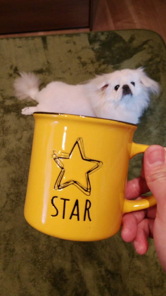 ホワイティいぬだ ウインナーコーヒー風犬
