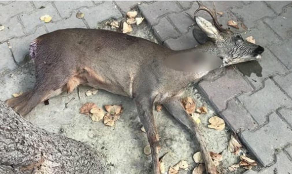 Kırklareli’de karacayı tabancayla vurmuşlar.Yavrusuz kaldı bir anne, "anne" dedi son nefesinde masum bir yavru. Katil av der, spor der, öder cezasını devam eder aramızda yaşamaya bir çocuğun katili olarak.