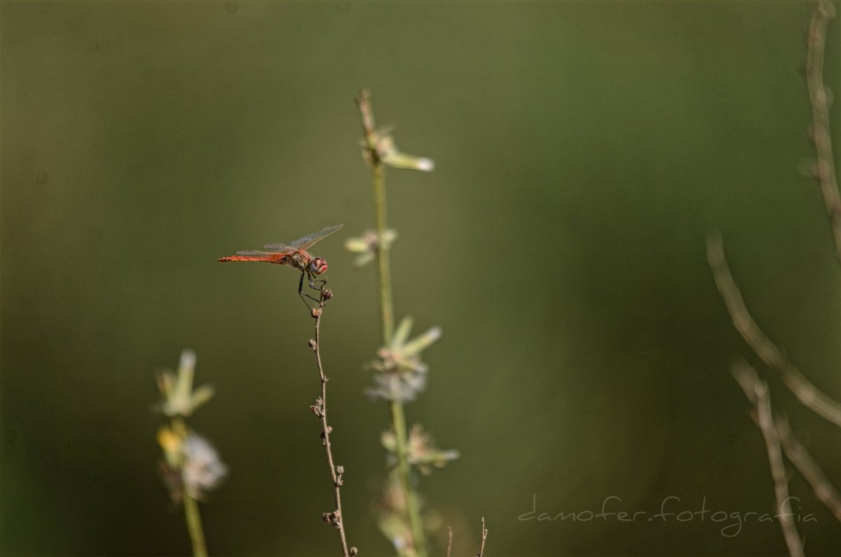 davidmoralesfer's tweet image. #brazodeleste #libelulas #sigma150500 #sigma105macro #nikonista #nikond7000