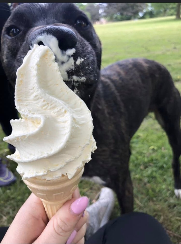 beckywards's tweet photo. 1 year ago today we brought home Oscar from @BhamDogsHome. And what a year it’s been. Now we can’t imagine life without him. He’s made our house, a home ❤️ 🏡 #birminghamdogshome #rescuedogs #staffyX #BhamDogsHome https://t.co/tCZALJ7QmX