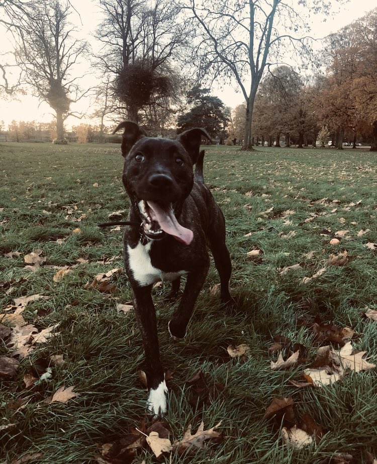 beckywards's tweet photo. 1 year ago today we brought home Oscar from @BhamDogsHome. And what a year it’s been. Now we can’t imagine life without him. He’s made our house, a home ❤️ 🏡 #birminghamdogshome #rescuedogs #staffyX #BhamDogsHome https://t.co/tCZALJ7QmX