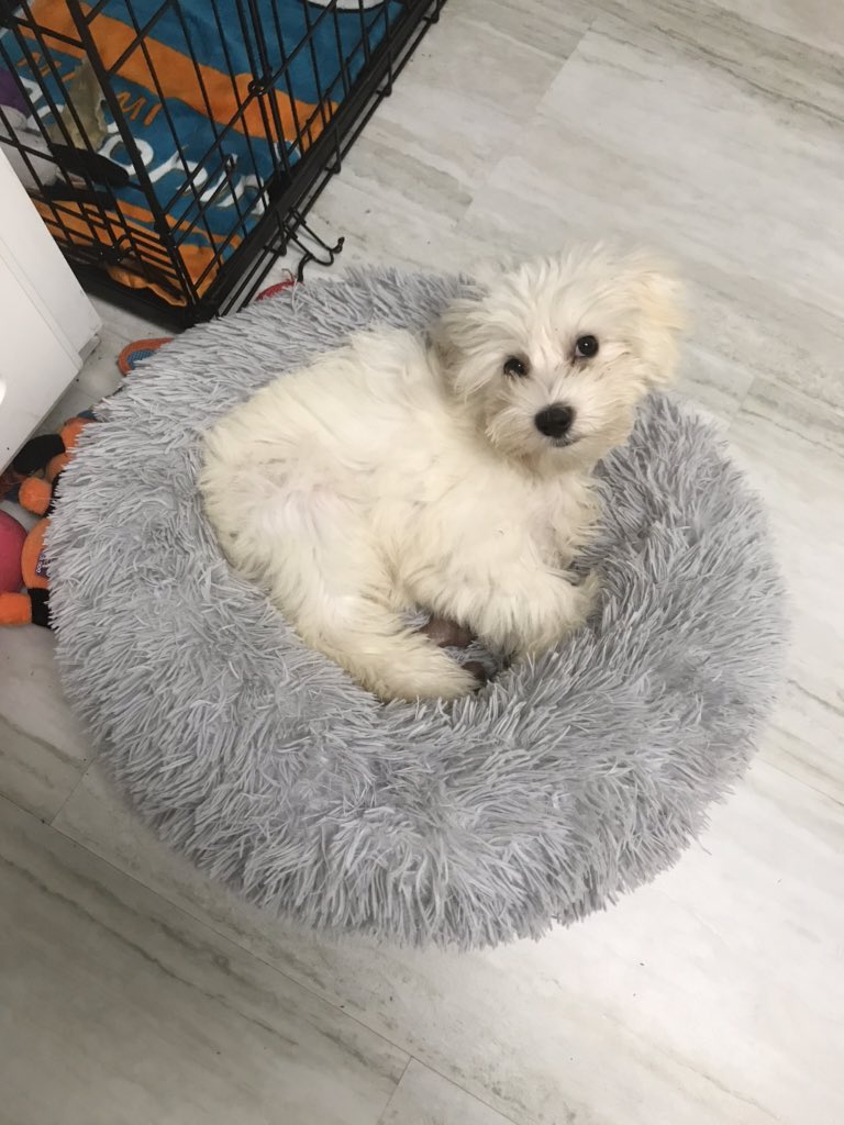 ALSpiderPhan's tweet photo. @HeatherAntos My little puppy learned some new tricks! https://t.co/EN9W6KLvnE