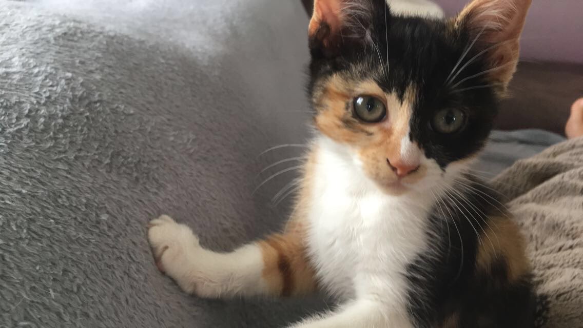 elisa_nrmd's tweet photo. ⚠️⚠️ Hello tt le monde, nous avons perdu notre chat sur Carpiquet, voilà elle ressemble à ça, elle est toute petite, si quelqu’un l’a vu ou pense l’avoir aperçu contactez moi en Dm!! Merci d’avance 🙁 #RT https://t.co/fuFulSR1ag
