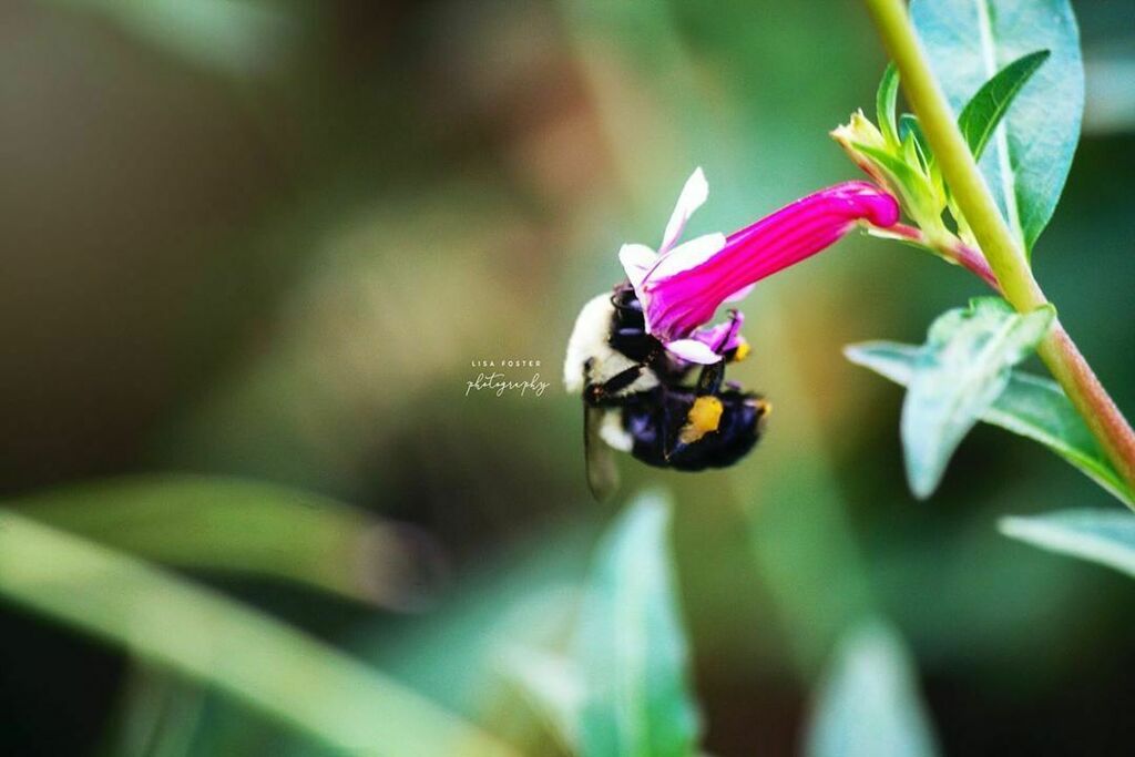 Carpenter Bees 🐝 spotted at Green Spring Gardens Park, taking in the nectar.

#carpenterbee #savethebees #necter #pollen #flowers #pollenators #outdoors #fall #greenspringsgardenspark #virginia #virginiaparks #nature #onlyinva #loveva #lisafosternatu… ift.tt/36slAEQ