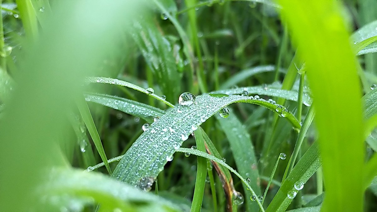 iilarrym's tweet photo. "Wet Saturday Morning"
_
#Trinidad #naturephotography #grass #ShotOnKey2 #TeamBlackBerry https://t.co/GwmyQjnrv7