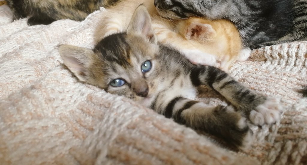 2 gatitos en ADOPCIÓN!! 
1HEMBRA / 2 MESES
1MACHO / 2 MESES Y MEDIO
¡NINGUNA VACUNA!
#VICENTELOPEZ
#MUNRO
#ADOPCION