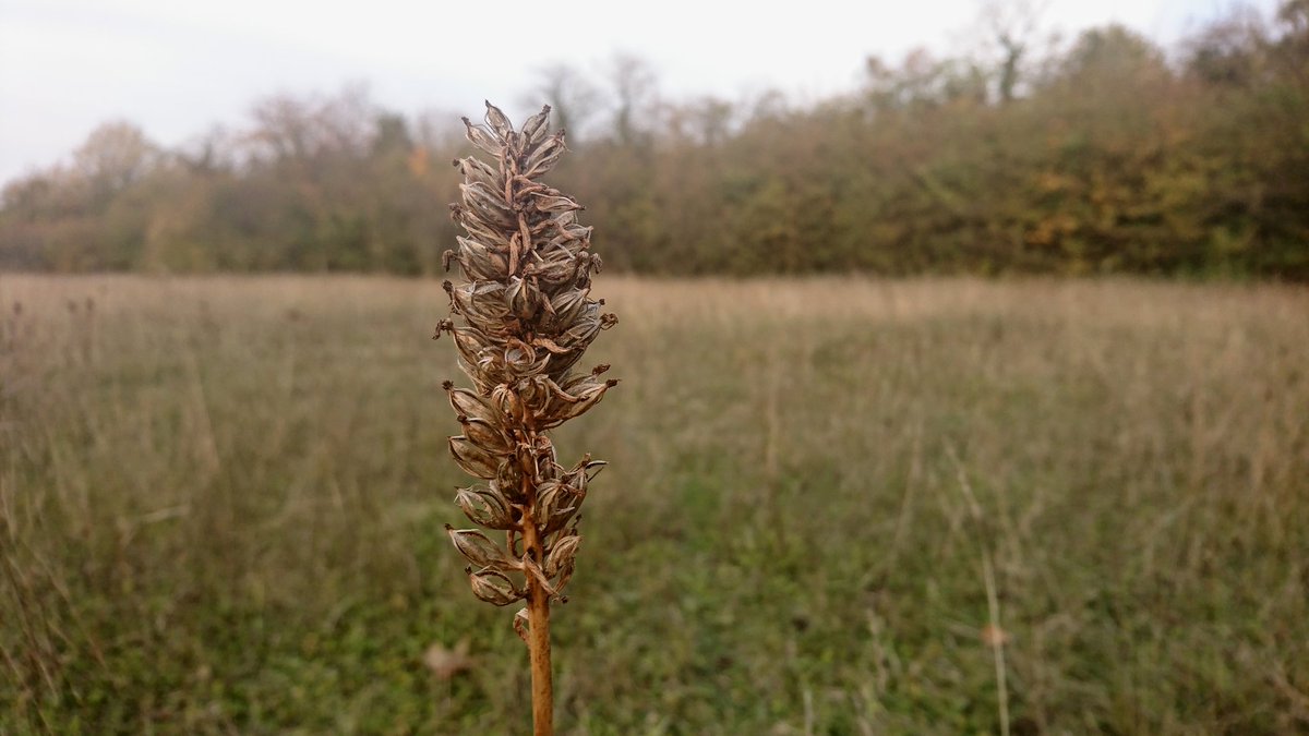 wheat'eared husk of common spotted-orchid in a hidden downy rough near Forestdale; looking more wholesome than voluptuously exotic <a href="/LNHS_Botany/">London Rocket</a> @LDNRecordersDay @WildLondon <a href="/wildflower_hour/">wildflowerhour</a> <a href="/Forestdaleweb/">Forestdale, UK.</a>