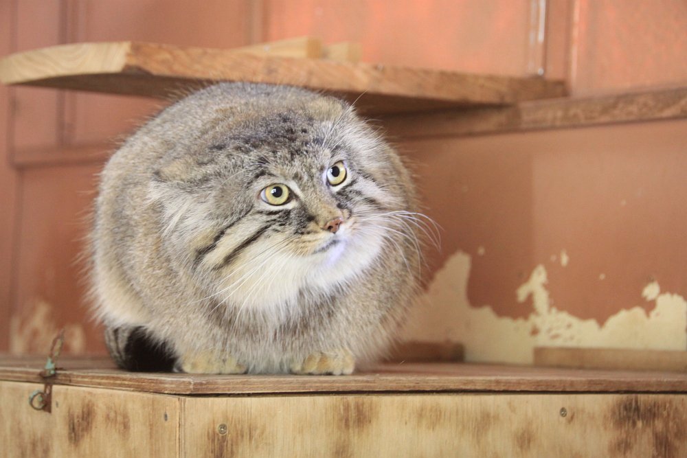 Манулов прекрати. Манулов прекрати. Камышовый манул. Манулы в новосибирском зоопарке. Манулов прекрати.