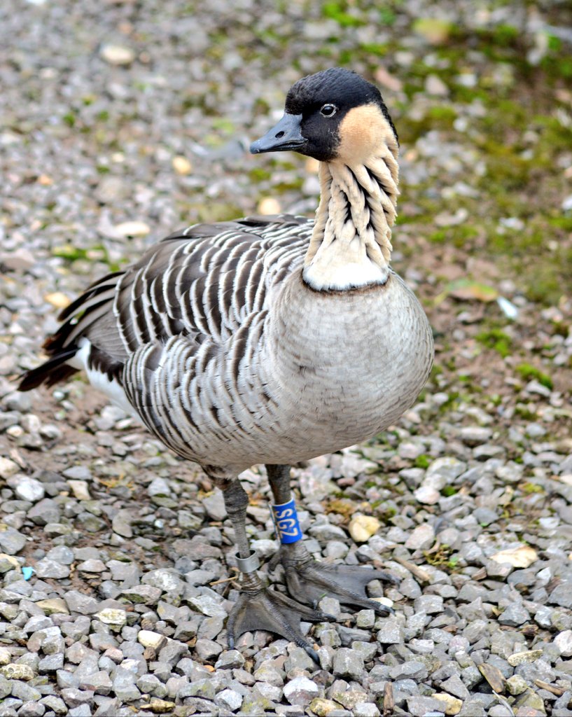 Nene goose aka Hawaiin goose.
#goosephotography #birds #slimbridge #bowditch #gloucestershire