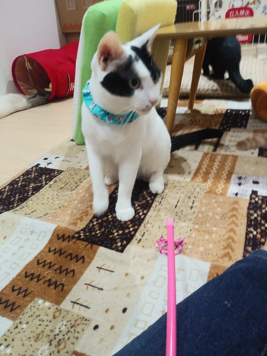 桜台ペットクリニック