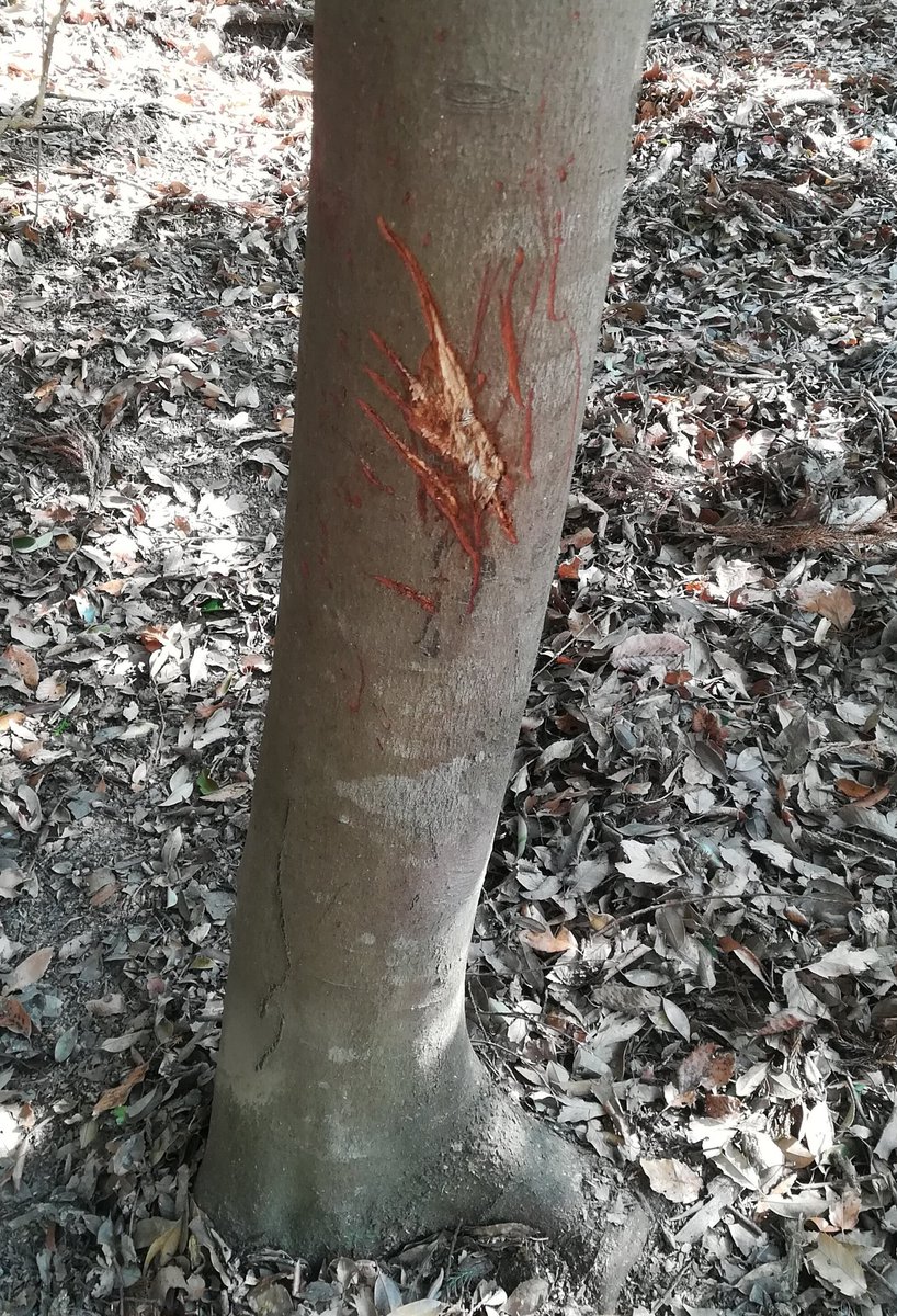 一枚目:よくツキノワグマの爪痕と間違えられるシカの角研ぎ痕 二枚目