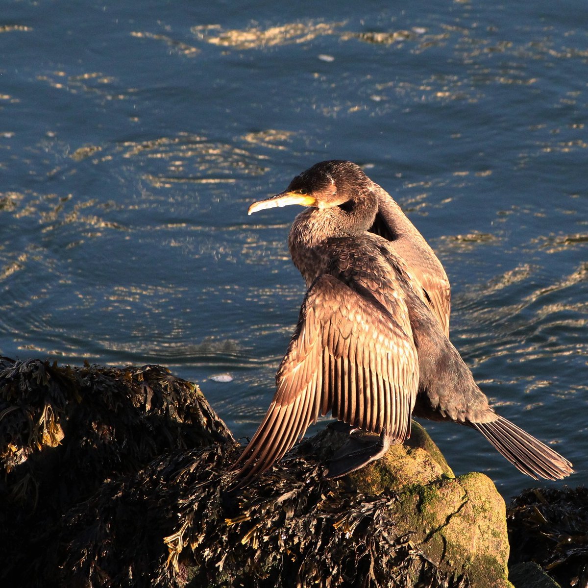 A magnificent Cormorant stretching its wings and basking in the sunshine ☀ on the edge of the Duoro River. 

Another from my trip to Porto. 

#cormorant #phalacrocoraxcarbo  #birds_perfection #porto #birdphotography #TwitterNatureCommunity