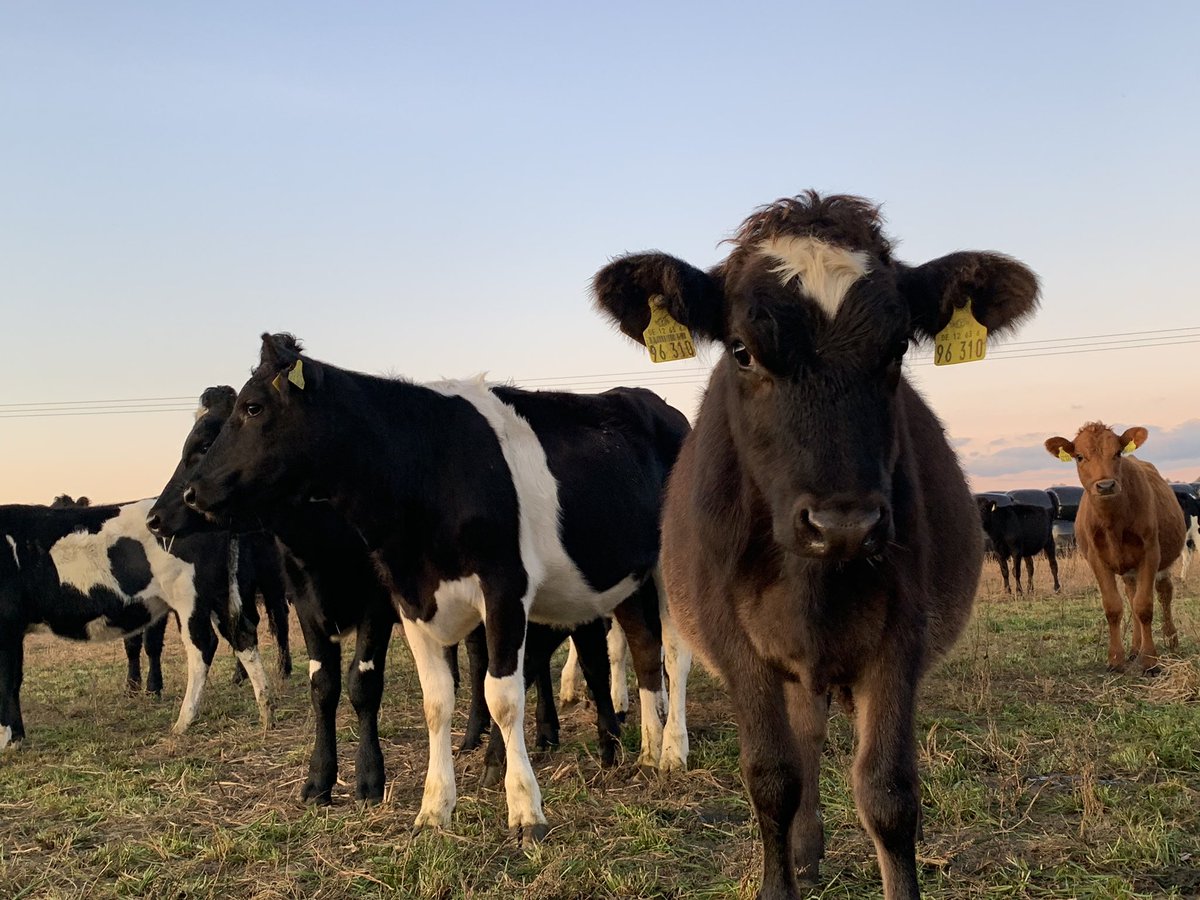 GrasmilchBRB's tweet photo. The girls having a lazy weekend π
so happy with their condition going into winter ππΌ #grasstomilk #germany #springcalves #weidehaltung #outdoors365 https://t.co/5sANIMjfKK
