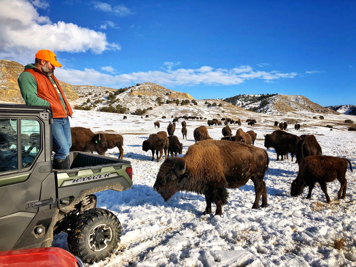 bert_kuntz's tweet photo. Happy National Bison Day!!!! https://t.co/dyoKgfC2M8
