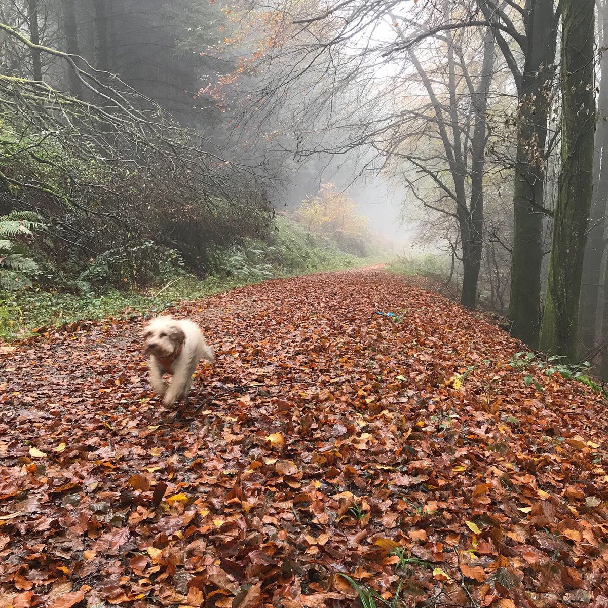 LouiseProsser28's tweet photo. Beautiful walk. #llantisantwoods #autumncolours #mistydays @LlantrisantNews https://t.co/3lQlXnoLjW