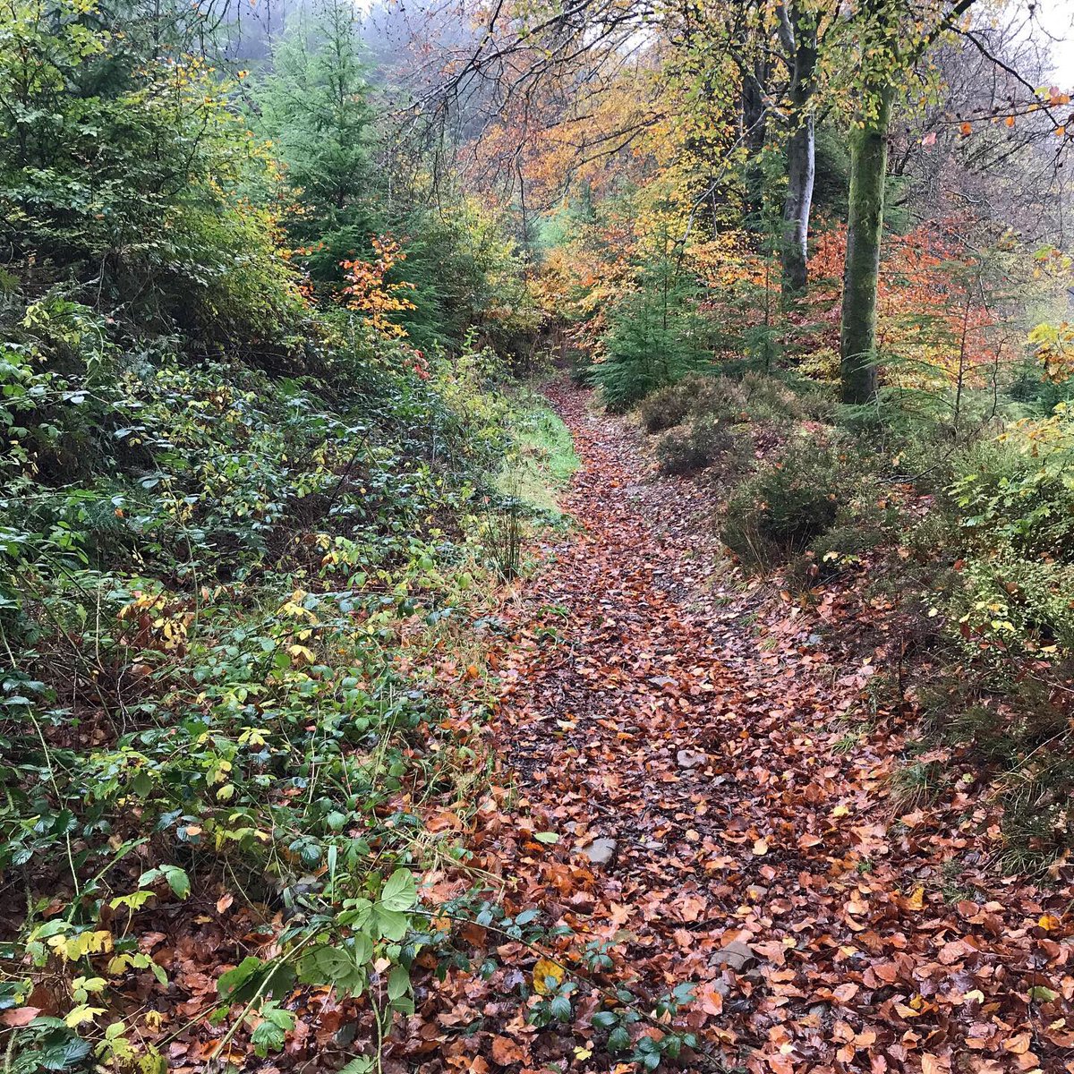 LouiseProsser28's tweet photo. Beautiful walk. #llantisantwoods #autumncolours #mistydays @LlantrisantNews https://t.co/3lQlXnoLjW