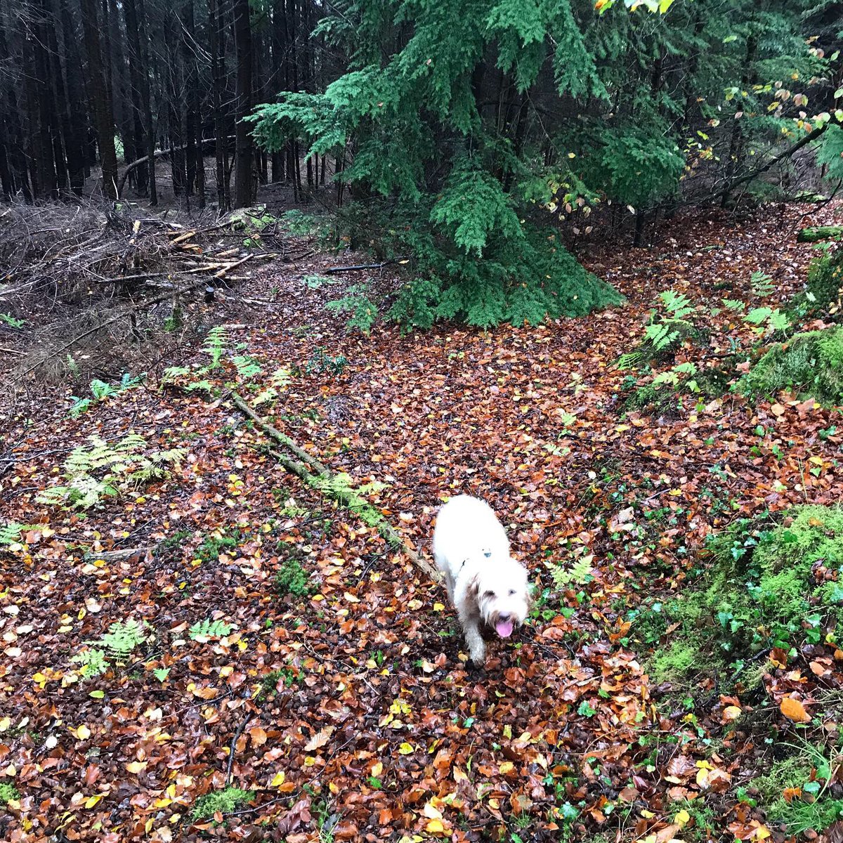 LouiseProsser28's tweet photo. Beautiful walk. #llantisantwoods #autumncolours #mistydays @LlantrisantNews https://t.co/3lQlXnoLjW