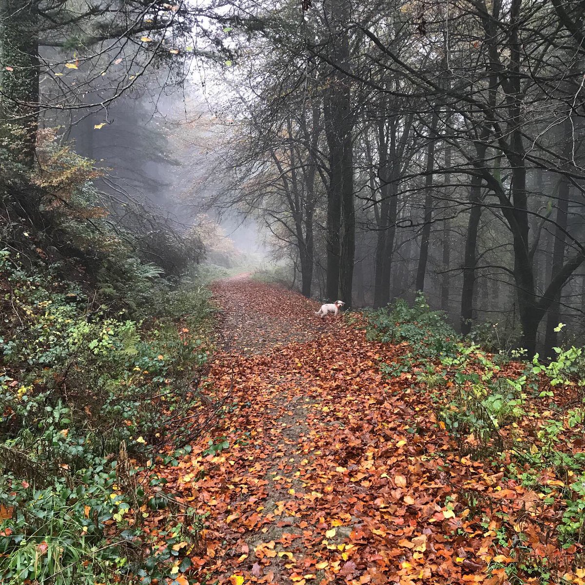 LouiseProsser28's tweet photo. Beautiful walk. #llantisantwoods #autumncolours #mistydays @LlantrisantNews https://t.co/3lQlXnoLjW