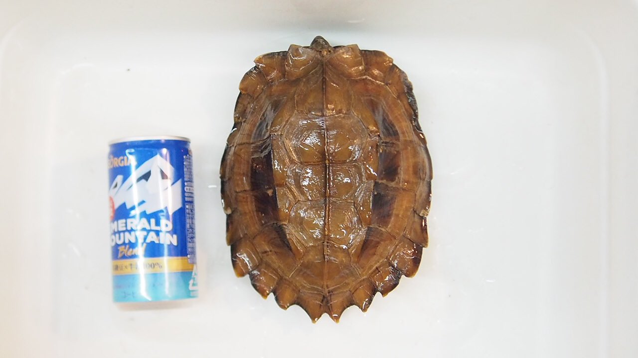 ヒラセガメ Twitter Search Twitter