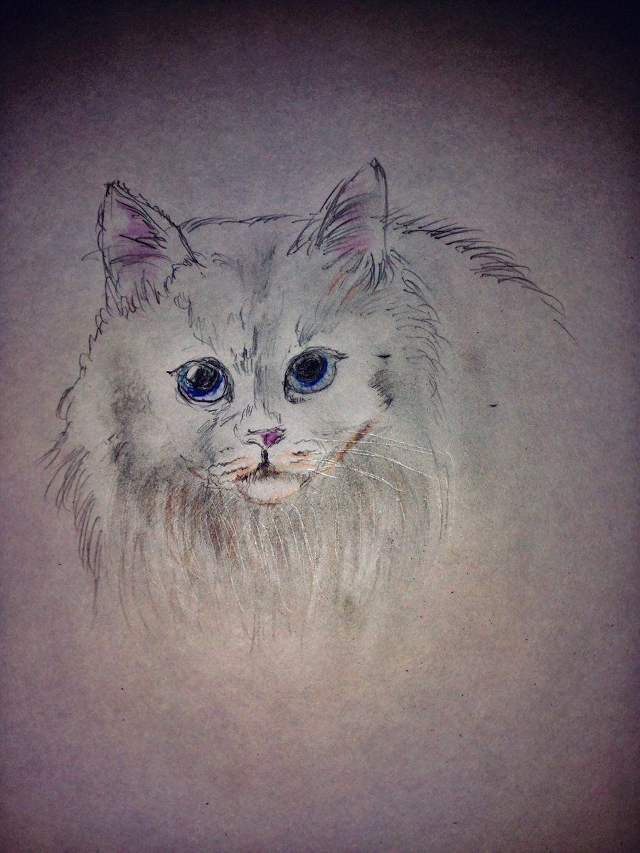 Judas A Twitter 51種類め 手描き イラスト 色鉛筆 色鉛筆画 動物画 猫の絵 鉛筆画 猫図鑑 アナログ絵 アナログ画 ターキッシュアンゴラ Judas A Twitter 51種類め 手描き イラスト 色鉛筆 色鉛筆画 動物画 猫の絵 鉛筆画 猫図鑑 アナログ絵 アナログ画 ターキッシュアンゴラ