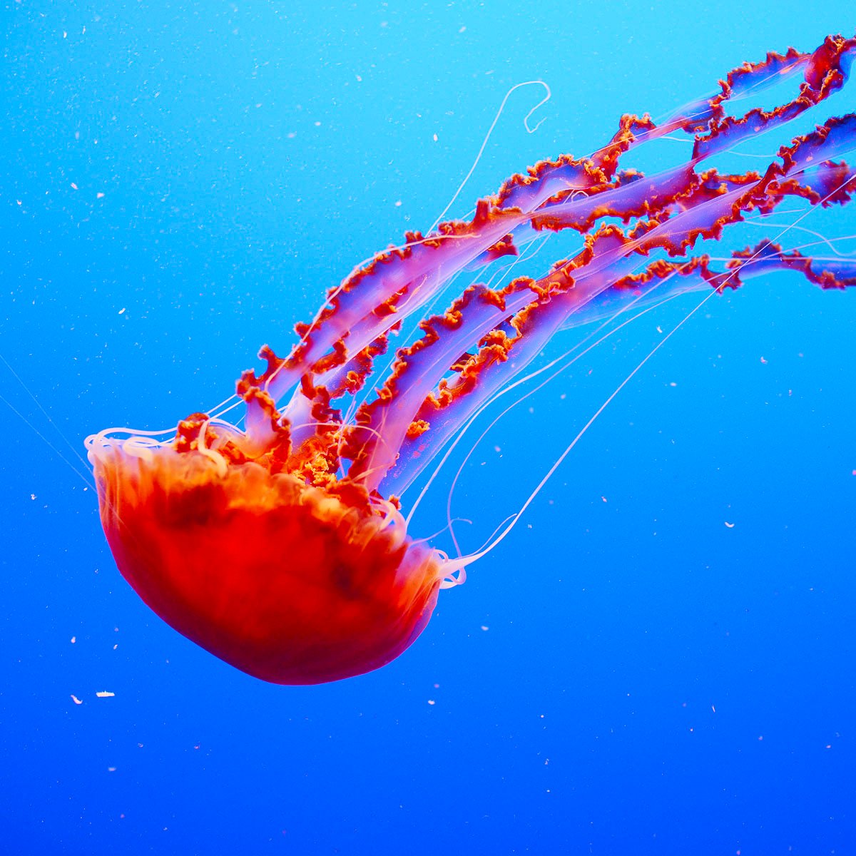 4ocean's tweet image. Did you know: Jellyfish have been around for over 600 million years, making them one of the oldest kinds of living marine animals?