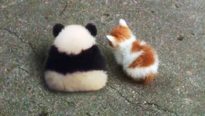 BlueRose20121's tweet photo. cuteness! https://t.co/lVvW4w01zQ